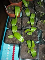 DSCN1147.webp