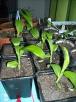 DSCN1149.webp