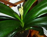 PClivia_Knospe_2.webp