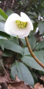 Christrose.webp