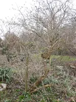 Flieder_vorher.webp