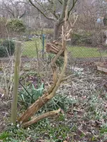 Flieder_nachher.webp