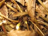 Herbstanemone.webp