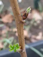 Himbeere.webp
