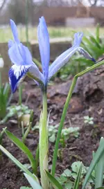 Iris.webp