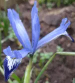 Iris (2).webp
