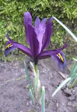 Iris (3).webp