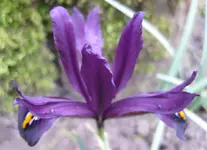 Iris (4).webp