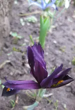 Iris (5).webp