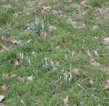 Krokusse.webp