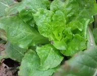 Marienglockenblume.webp