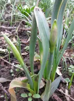 Narzisse (2).webp