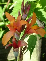 DSC02505.webp