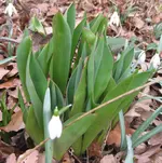 Tulpen.webp