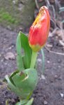 Tulpe.jpg