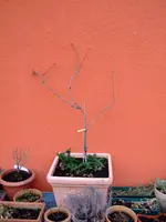 DSCF7436.2.webp