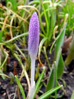 Krokus004.webp
