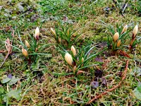 Krokus073.webp