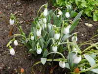 Schneeglöckchen085.webp