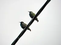 Stare146.webp