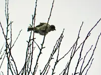 Spatzen0155.webp