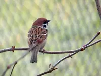 Spatzen0156.webp