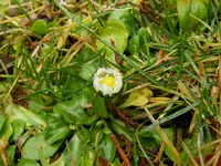 Gänseblümchen075.webp