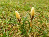 Krokus072.webp
