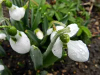 Schneeglöckchen087.webp
