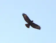 2012_0302Frühling0020 mb  ,,  ...webp
