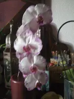 Nic3.3.12 001.webp