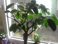 CIMG4274.webp