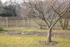 Garten Febr. 2012 002.webp
