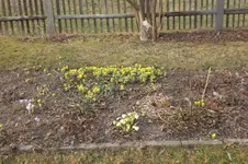 Garten Febr. 2012 003.webp