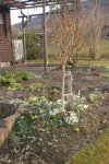 Garten Febr. 2012 004.jpg