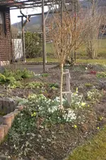 Garten Febr. 2012 004.webp