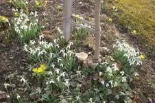 Garten Febr. 2012 007.webp