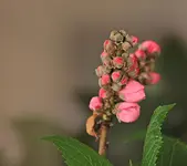 Nektarine2_03032012_smaller.webp
