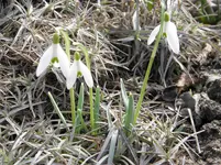 Schneeglöckchen.webp