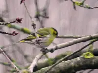Erlenzeisig011.webp