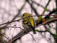 Erlenzeisig044.webp