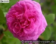 81633_std01.webp