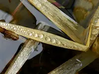 Wassertropfen052.webp