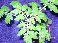 k-BILD0546.webp