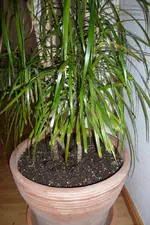 palm1.webp