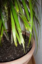 palm2.webp