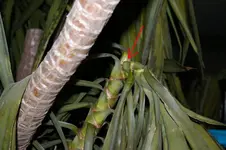 yucca.webp