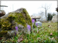 Frühlingsboten  (2).webp