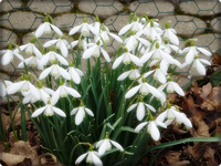 Schneeglöckchen.webp