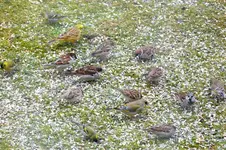 2012_0304Frühling0010 vogelschar.webp